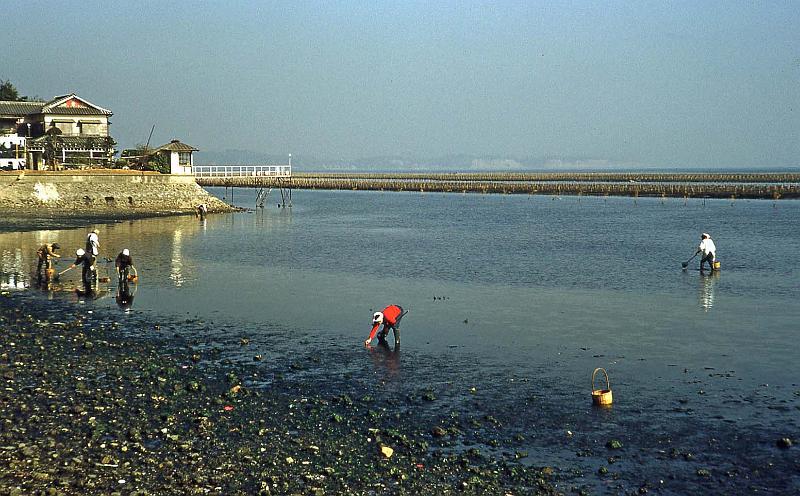 1952-3 Japan 130 Shellfish Hunting nr Yokosuka.jpg